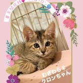 雑種