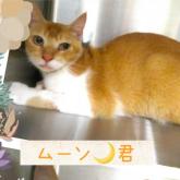 雑種