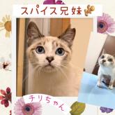 雑種