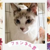 雑種