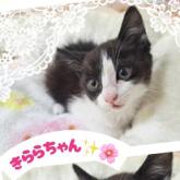 雑種