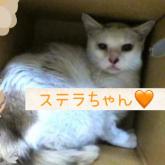 雑種