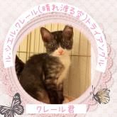 雑種