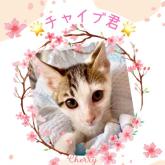 雑種