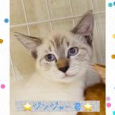 雑種