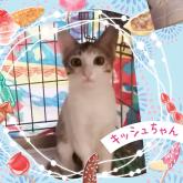 雑種