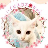 雑種