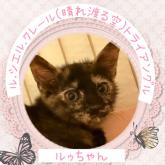 雑種