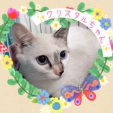 雑種