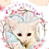 雑種