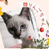 雑種