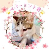 雑種