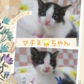 雑種