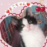 雑種