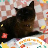 雑種