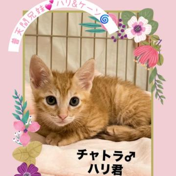 猫の里親募集】神奈川県・雑種・きれいなマーブル模様の茶トラ子猫（ID