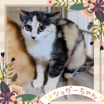 猫の里親募集】東京都・雑種・小さく可愛らしいミケ♡シュガーちゃん