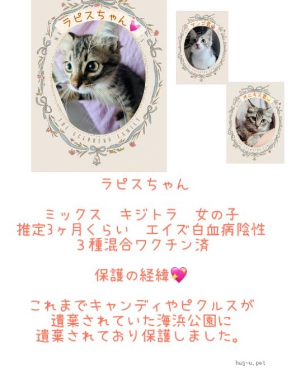 猫の里親募集】東京都・雑種・くりくりおめめが可愛らしい♡ラピス