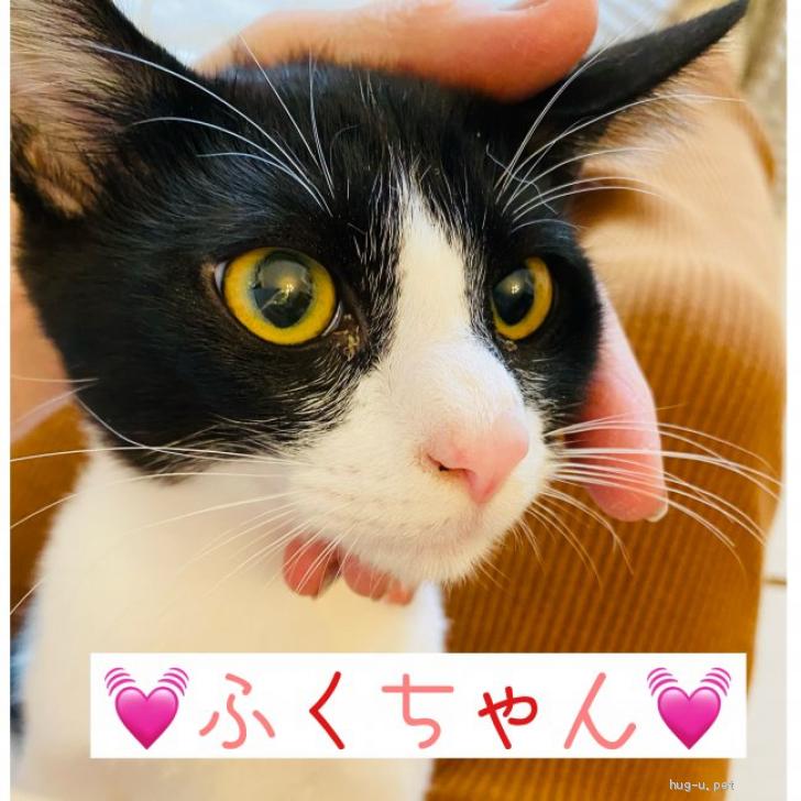 ❤️ぷりんめぐ様専用❤️No.26 感謝価格 ひょっこり猫ちゃん パクパク