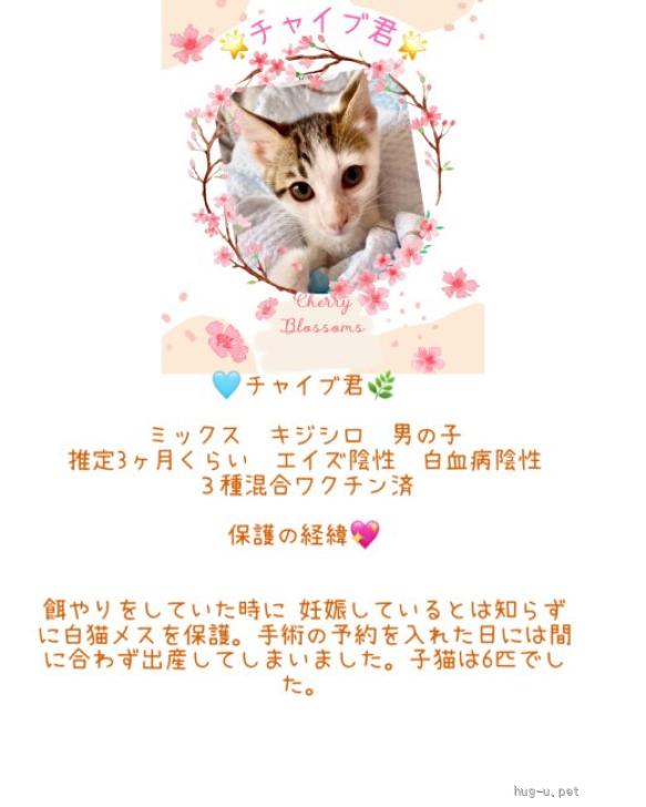 猫の里親募集】東京都・雑種・かわいいイケニャン♡チャイブ君（ID