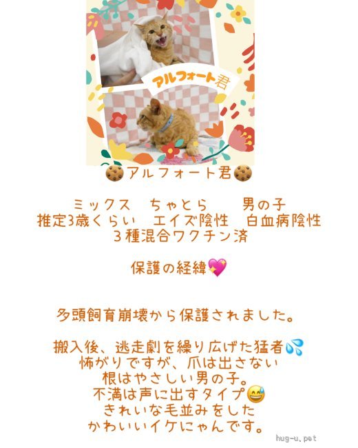 半額以下！豪華なレッドピアス　ฅ⁠^⁠•⁠ﻌ⁠•⁠^⁠ฅ保護猫ご飯代にご協力を〜 猫の里親募集】東京都・雑種・かわいい声のあまえんぼう♡アルフォート