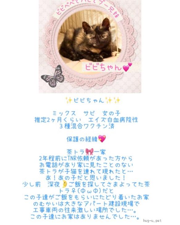 猫の里親募集】東京都・雑種・愛くるしいサビねこちゃん♡ビビちゃん