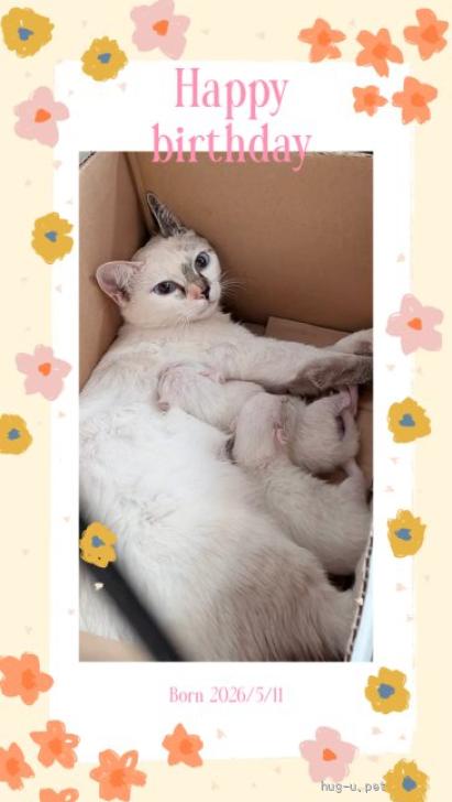 猫の里親募集】東京都・雑種・ちいちゃい白猫ちゃん♡エメちゃん（ID