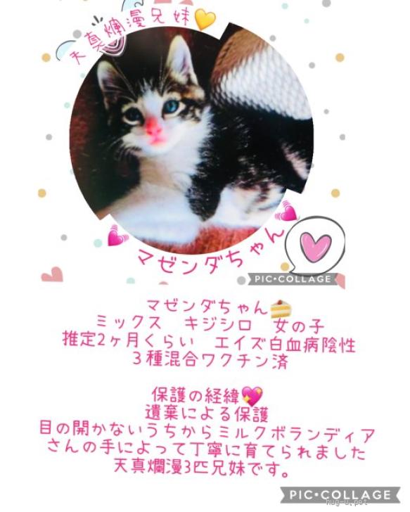 猫の里親募集】東京都・雑種・天真爛漫兄妹♡マゼンダちゃん（ID:2505