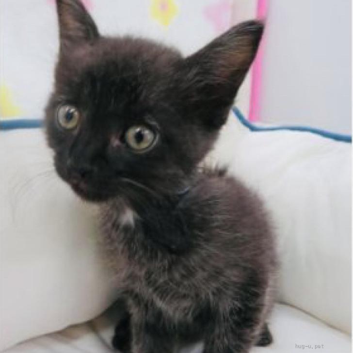 猫の里親募集】東京都・雑種・人懐っこく甘えん坊♡こたろう君（ID