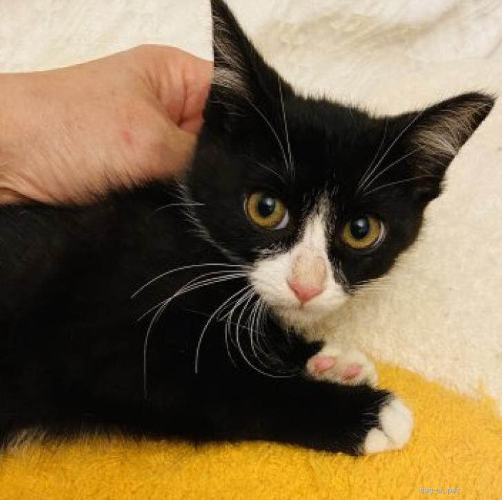 猫の里親募集】東京都・雑種・くるくるお目目がかわいいドロップちゃん