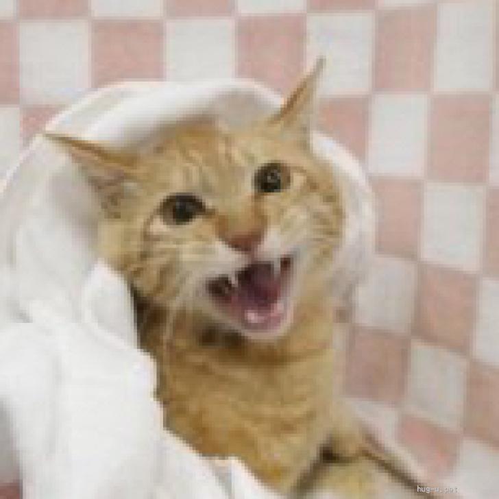 猫の里親募集】東京都・雑種・かわいい声のあまえんぼう♡アルフォート