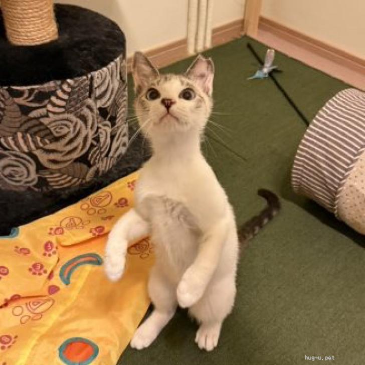 猫の里親募集】東京都・雑種・お目目くりくり可愛い♡チリちゃん（ID