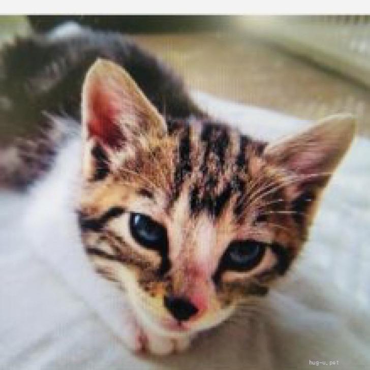 猫の里親募集】東京都・雑種・天真爛漫兄妹♡マゼンダちゃん（ID:2505