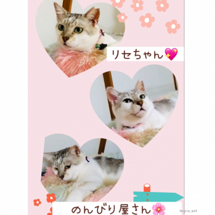猫の里親募集】東京都・雑種・💖ほっこりのんびり屋の癒し猫リセちゃん