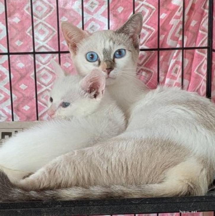 猫の里親募集】東京都・雑種・ちいちゃい白猫ちゃん♡エメちゃん（ID