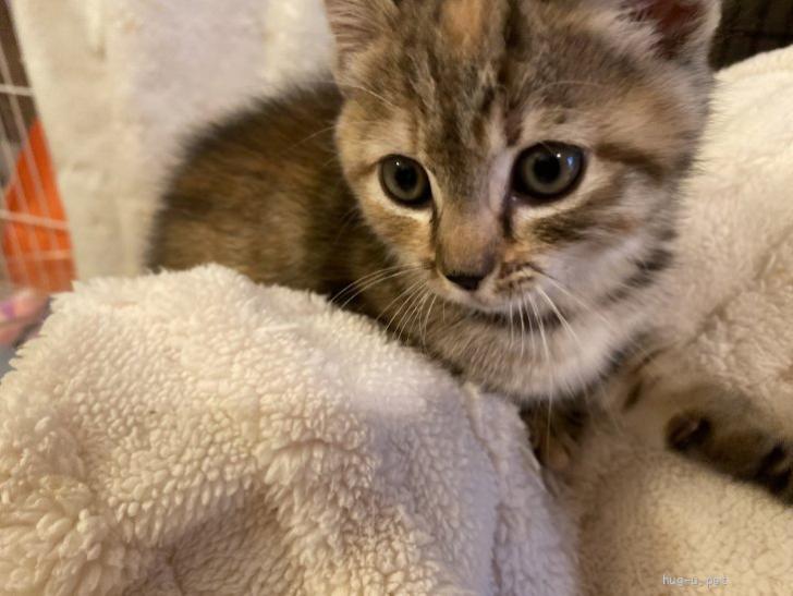 猫の里親募集】東京都・雑種・あまえんぼうの女の子♡ねるちゃん（ID