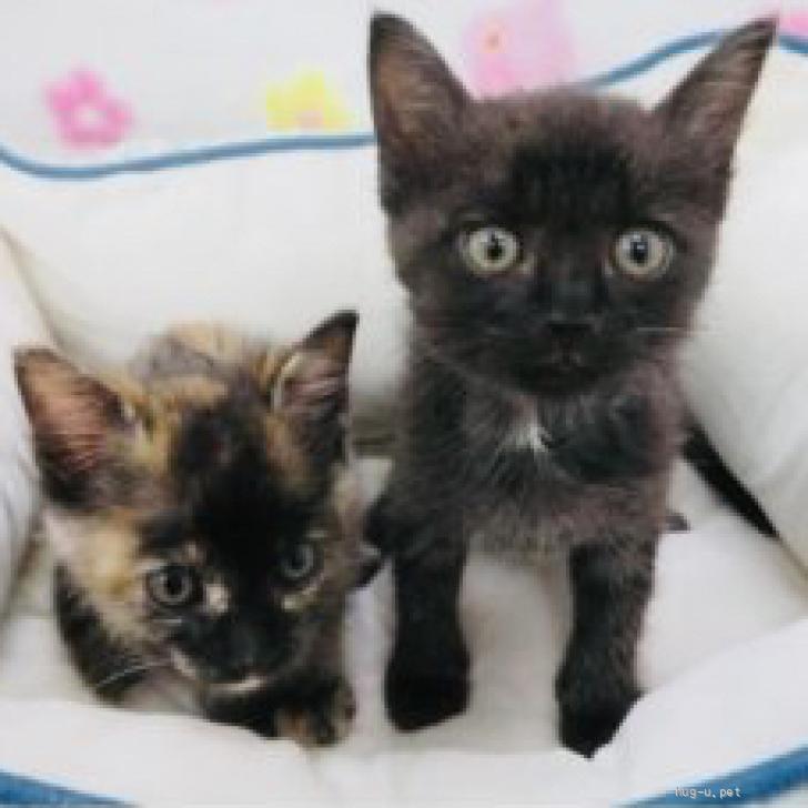 猫の里親募集】東京都・雑種・人懐っこく甘えん坊♡こたろう君（ID