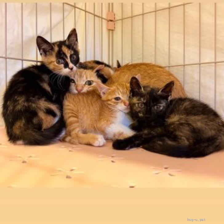 猫の里親募集】東京都・雑種・愛くるしいサビねこちゃん♡ビビちゃん