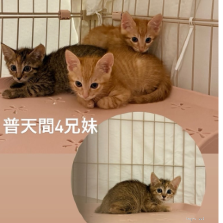 猫の里親募集】東京都・雑種・お目目くりくりかわいい♡サイちゃん（ID