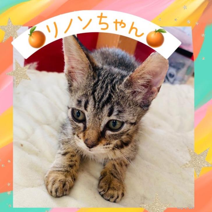 猫の里親募集】東京都・雑種・くりくりお目目遊ぶの大好き♡リノンちゃん（ID:2406-01381）｜ハグー -みんなのペット里親情報