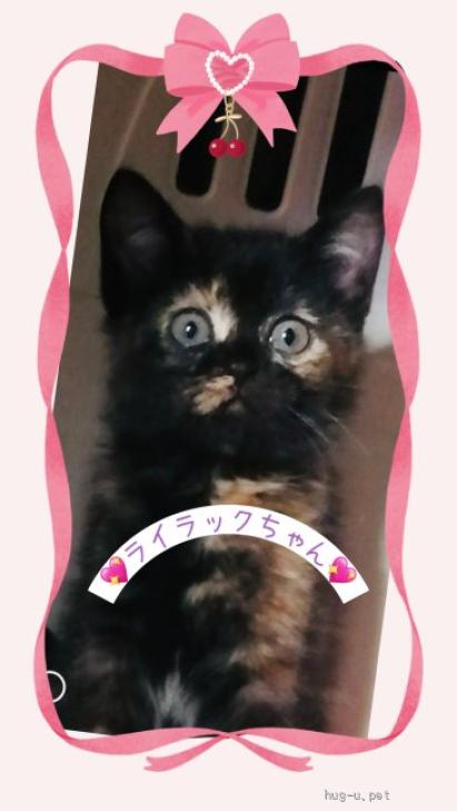 猫の里親募集】東京都・雑種・くりくりおめめが可愛らしい♡ライラック
