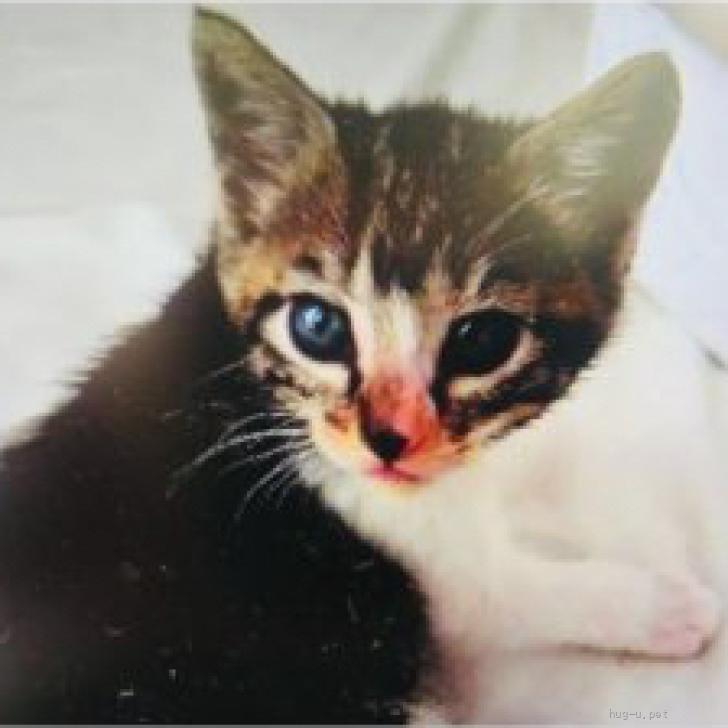 猫の里親募集】東京都・雑種・天真爛漫兄妹♡マゼンダちゃん（ID:2505