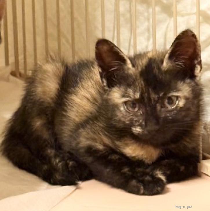 猫の里親募集】東京都・雑種・愛くるしいサビねこちゃん♡ビビちゃん