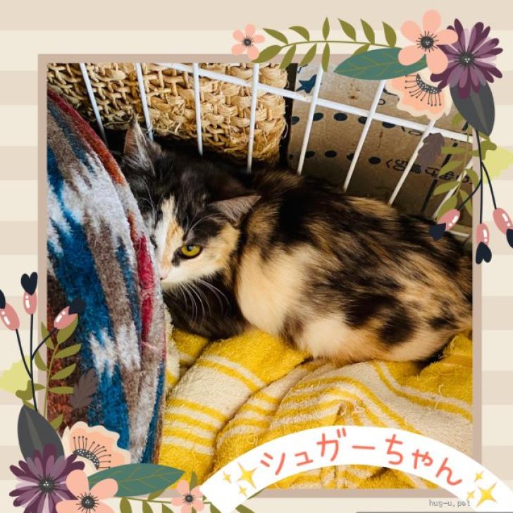 猫の里親募集】東京都・雑種・小さく可愛らしいミケ♡シュガーちゃん