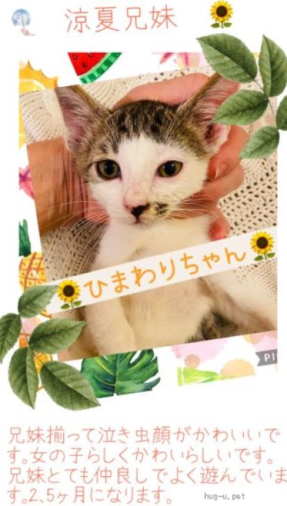 猫の里親募集】東京都・雑種・ぱっつんおかっぱが愛らしいひまわり