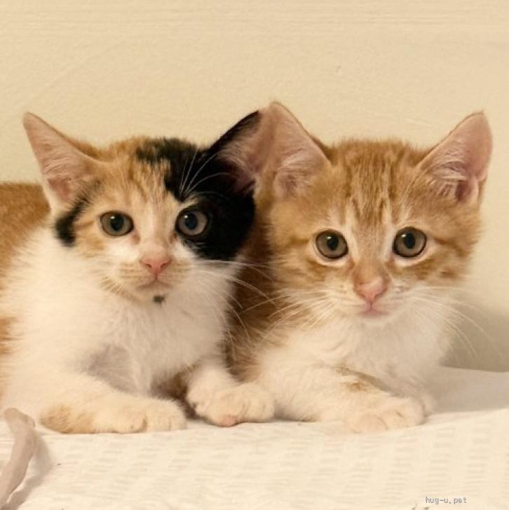 (ΦωΦ)ポケにゃん♥生後３ヶ月(ΦωΦ)ちびちび♥里親様募集♥猫(ΦωΦ) 猫の里親募集】東京都・雑種・おしゃれなミケカラーが素敵♡バビちゃん