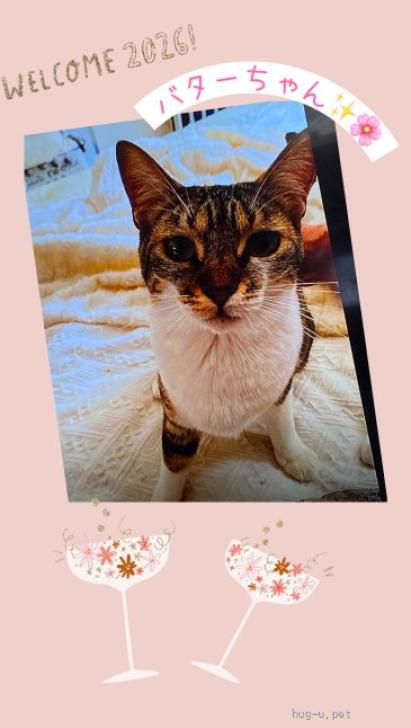 バターちゃん 猫の里親募集】東京都・雑種・人懐っこくあまえんぼう💖バターちゃん