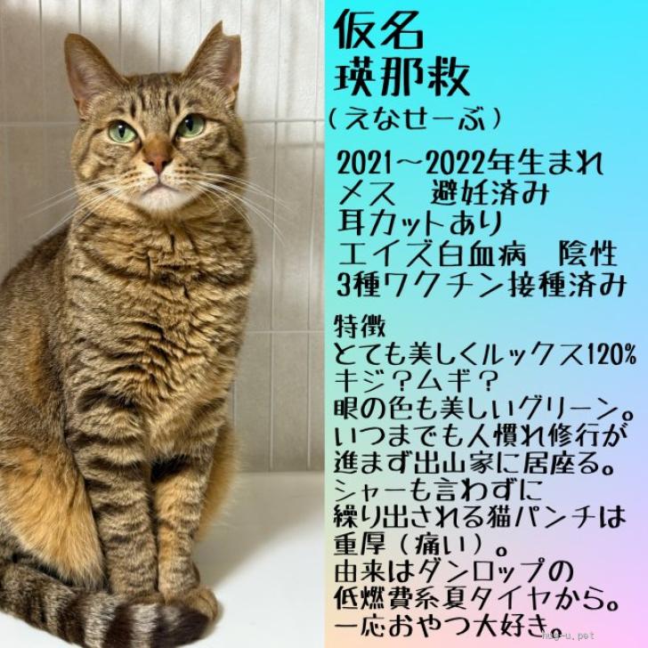 猫の里親募集】宮城県・雑種・ルックス120%♡家猫修行中の気高い
