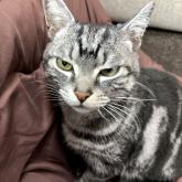 アメリカンショートヘア