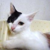 雑種